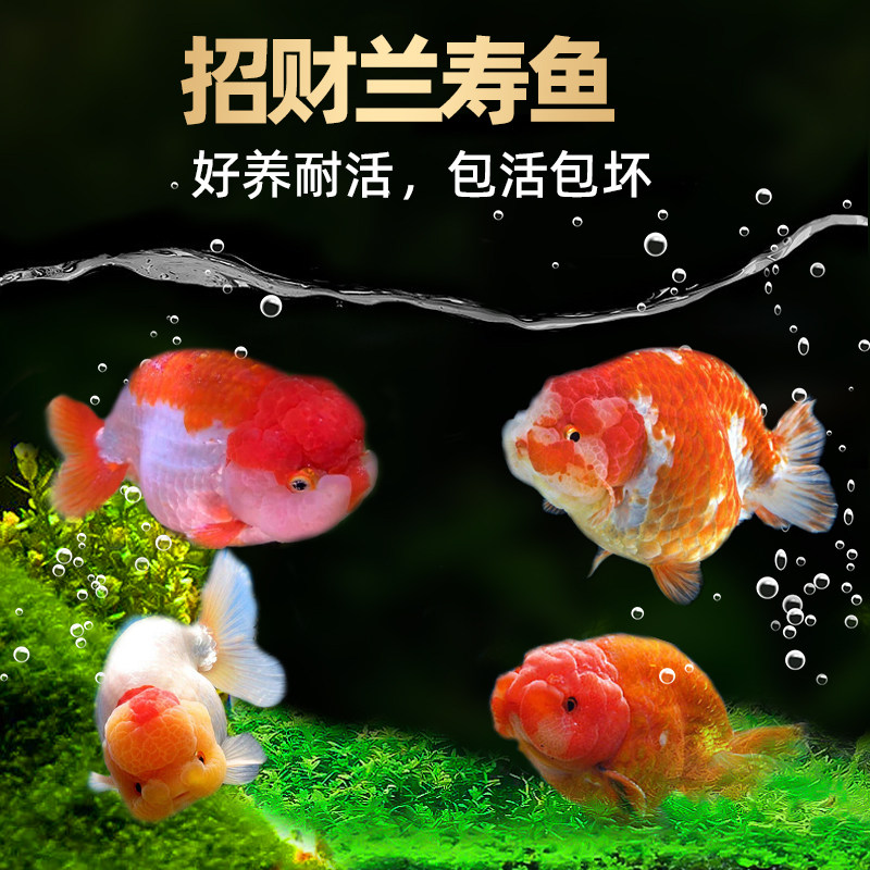 速发兰寿小鱼苗观赏鱼耐活冷水鲤活鱼鱼型淡水好养锦小草