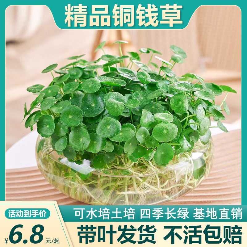 速发室叶铜钱草水培植物办公带内盆栽客厅桌面绿养花卉趣味水植金