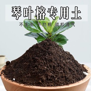 速发琴叶榕土养叶榕营养土盆栽琴花种壤土通用型种植土花肥料