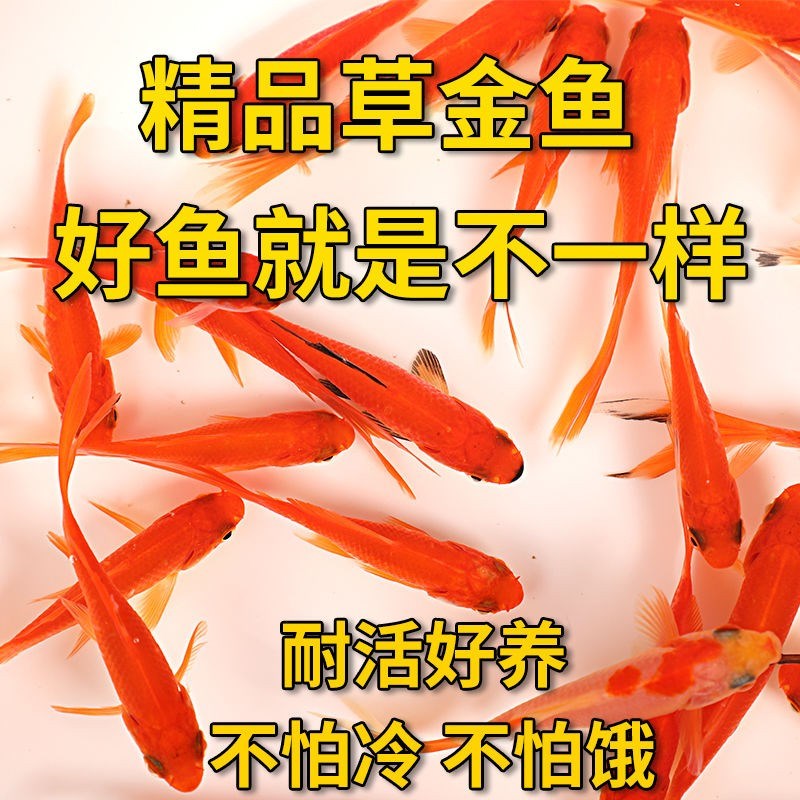 速发不用打氧的小好锦耐活小鱼自水来养不死活鱼养鲤大全