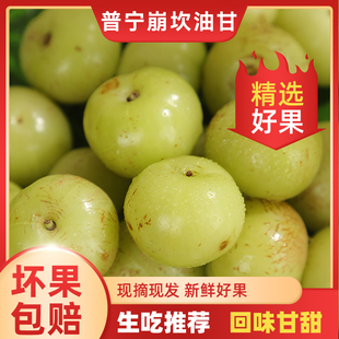 现摘潮汕特产油柑王新鲜柿饼甜种油甘果余甘果5斤农家水果牛甘子