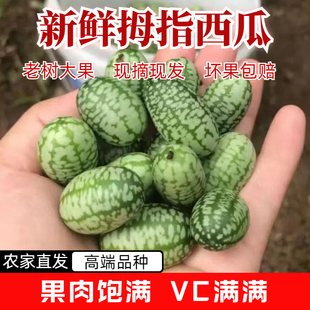 现摘现发特色拇指西瓜迷你网红小西瓜佩普基诺当季新鲜孕妇水果