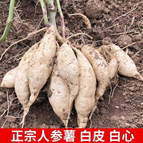 新鲜现挖白皮人参薯5斤鸡蛋黄薯白薯白心微黄心板栗薯超甜粉番薯