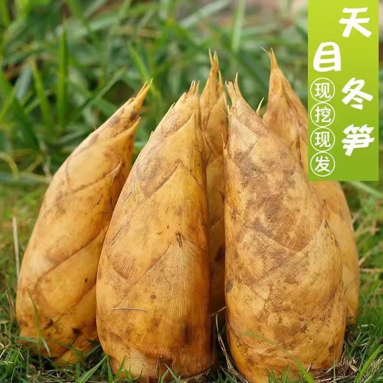 顺丰临安冬笋新鲜现挖浙江天目山野生毛竹笋冬笋正宗鲜笋黄泥笋