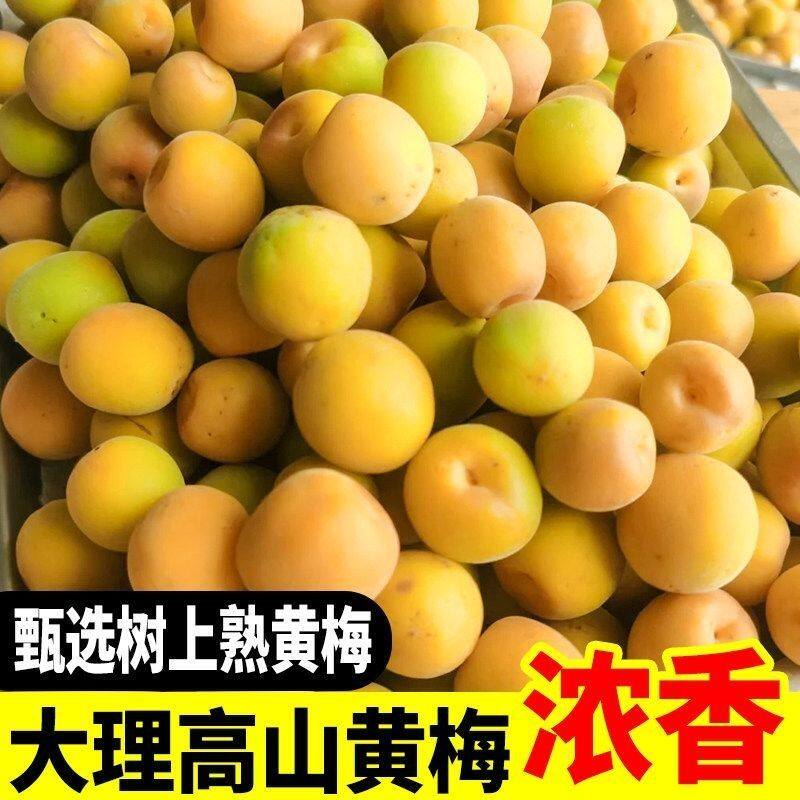 2026云南大理正宗黄梅鲜果野生新鲜高山现摘黄梅酵素泡酒专用梅子