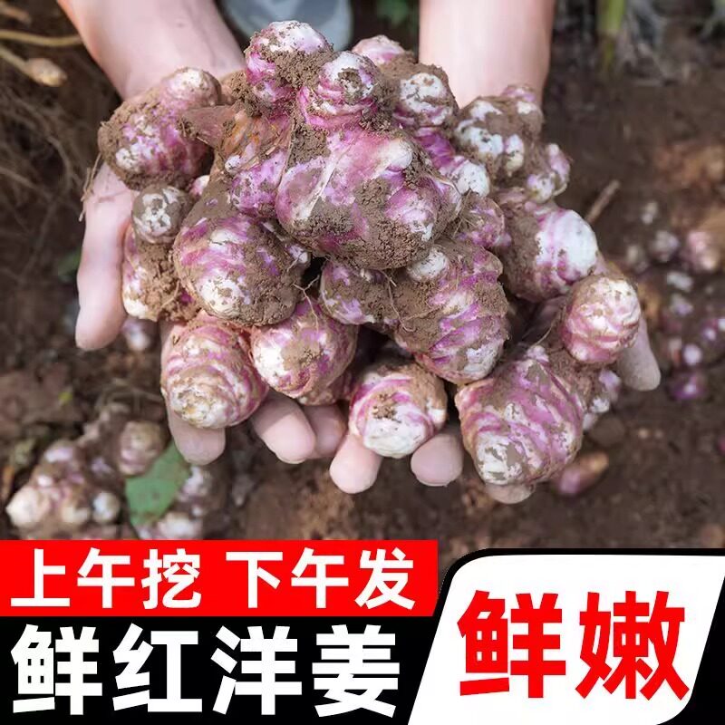 紫皮洋姜纯紫色洋姜新鲜现挖特级胰岛果野生鬼子姜腌制菊芋腌菜姜