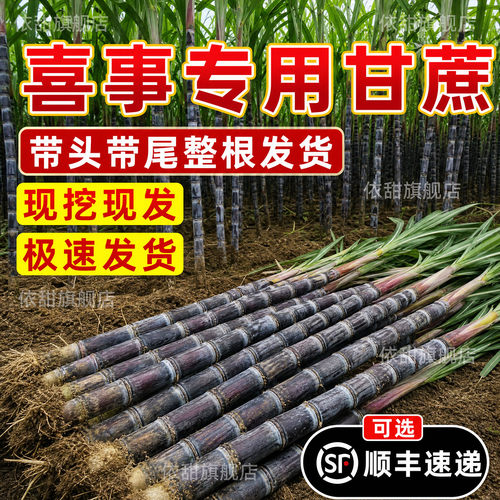 顺丰空运整根喜事甘蔗黑皮甘蔗海南新鲜当应季结婚搬家新居节节高