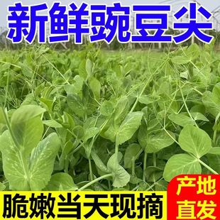 新鲜现摘豌豆尖四川嫩豌豆苗龙须苗农家蔬菜青叶子菜荷兰豆苗特产