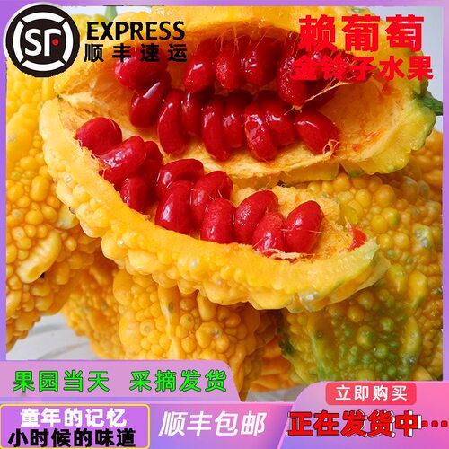 癞葡萄金铃子新鲜水果黄金瓜红娘瓜金癞瓜红娘刺濑甜心果小苦瓜5