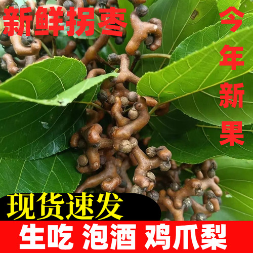 东北特产大枣新鲜现摘