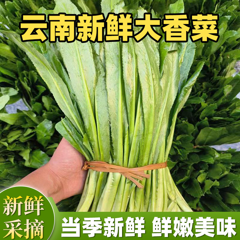 大芫茜带根大香菜云南新鲜大香菜刺芹香菜刺芫茜野生现挖傣味香料