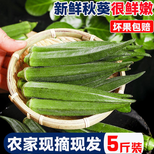 福建当季新鲜秋葵蔬菜嫩黄净