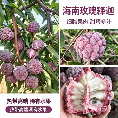 【顺丰】玫瑰释迦果新鲜现摘海南紫色牛奶凤梨佛心番荔枝孕妇水果