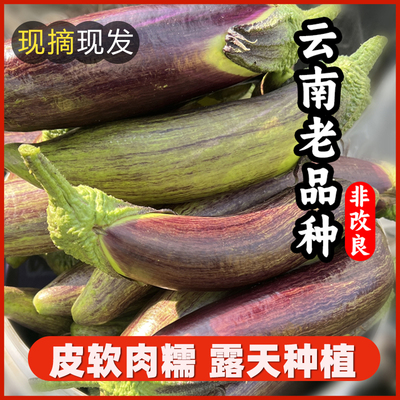 云南特产冰川茄子5斤新鲜蔬菜老品种农家竹丝糯茄子烧烤面包茄子