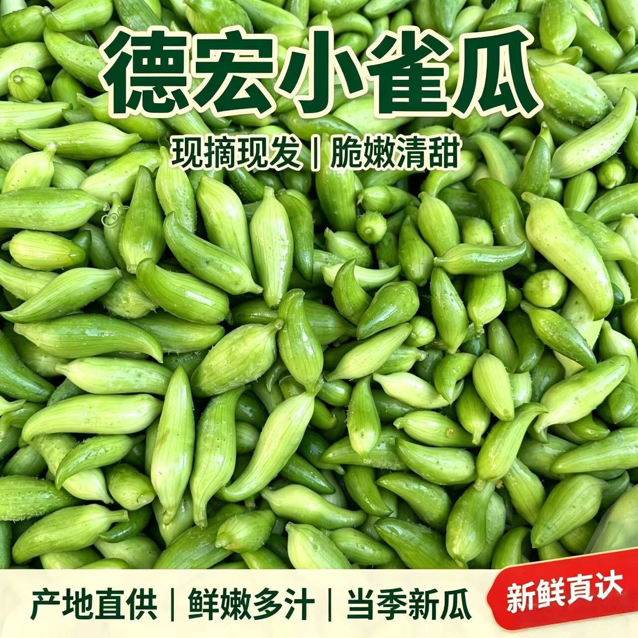 云南德宏特产新鲜蔬菜小雀瓜小角瓜美味素食新鲜现摘时令蔬菜包邮