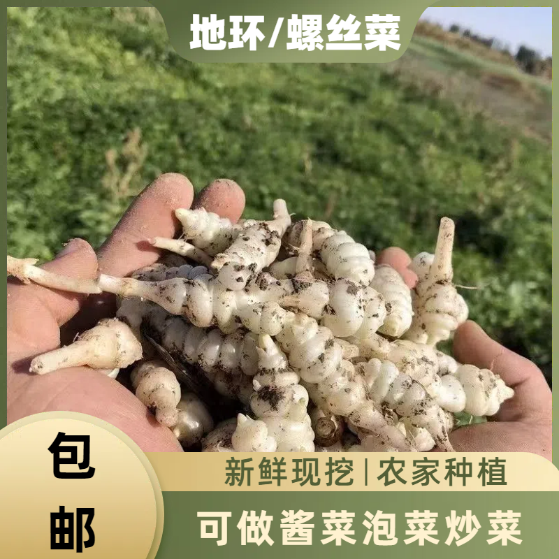 现挖螺丝菜地环新鲜3斤蔬菜宝塔菜腌制甘露子草石蚕地牯牛葫芦