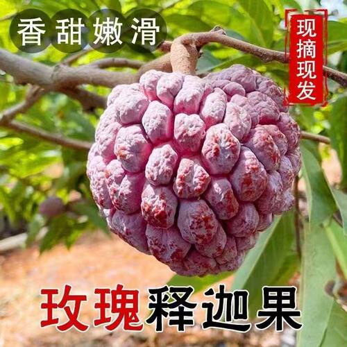 顺丰玫瑰红释迦果大果海南热带高档特级水果新鲜现摘礼盒装直发
