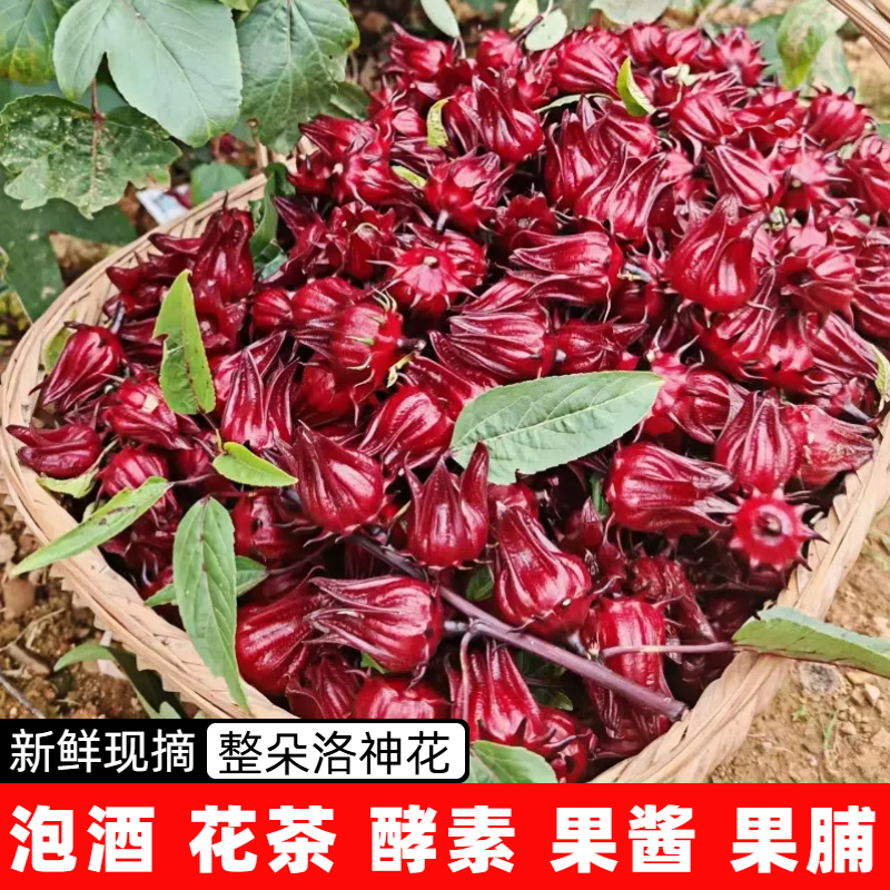新鲜现摘洛神花新鲜红桃k花玫瑰茹可做果脯果茶酵素泡酒包邮
