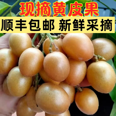 顺丰新鲜鸡心黄皮果5斤整箱当季酸甜孕妇水果现摘现发黄皮果大果