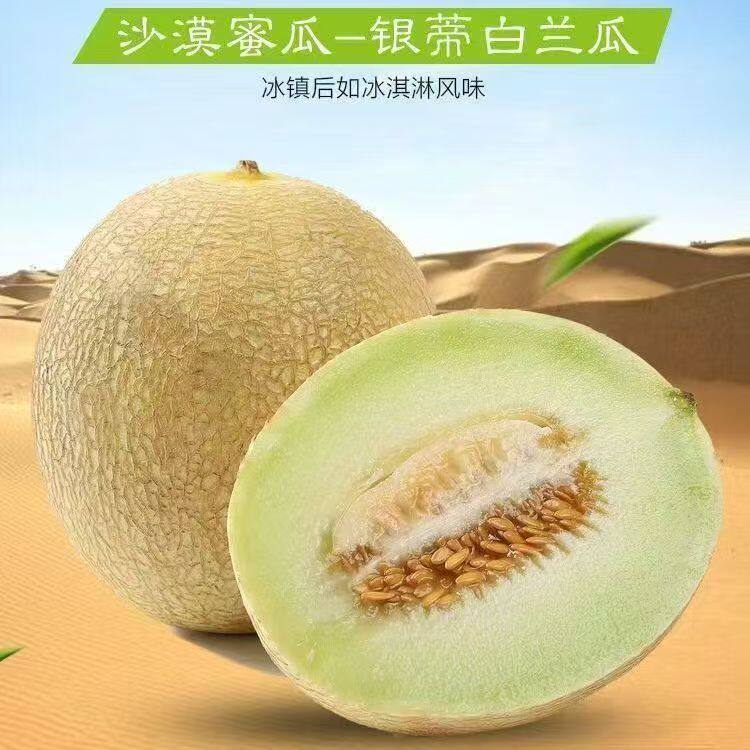 甘肃民勤沙漠蜜瓜银蒂白兰瓜网纹瓜甜蜜多汁现摘现发当季整箱包邮