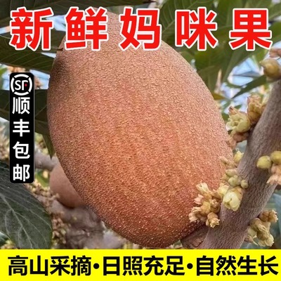 【顺丰包邮】新鲜妈咪果热带稀有水果古巴神仙果回味香甜马梅果