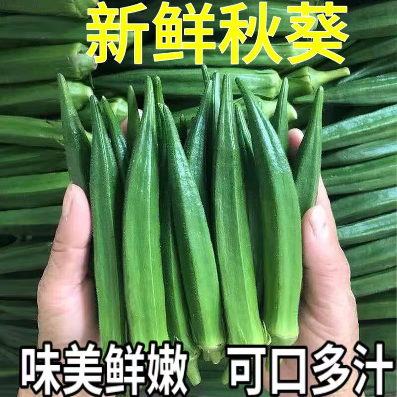 福建当季新鲜秋葵蔬菜嫩黄净