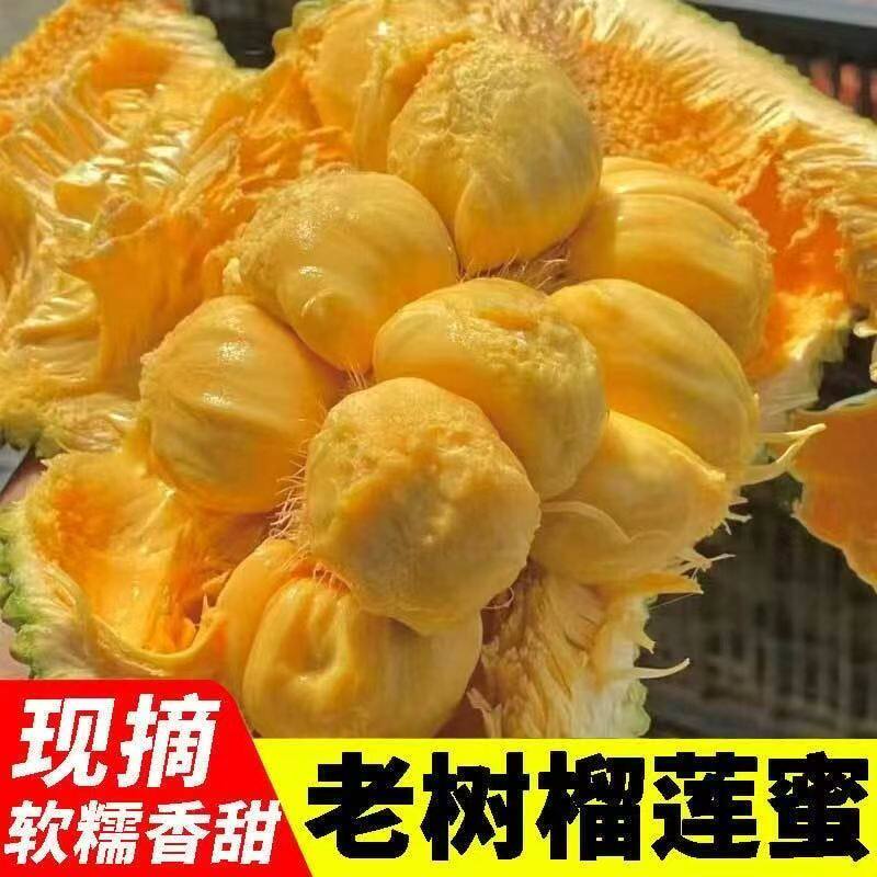 顺丰正宗海南黄肉榴莲蜜新鲜孕妇水果海红一号小个湿苞红心菠萝蜜