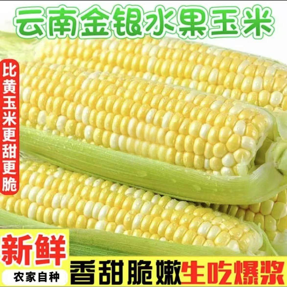 云南金银牛奶水果玉米5斤新鲜现摘爆浆脆甜孕妇生吃即食农科院10,水产肉类/新鲜蔬果/熟食,新鲜玉米,淘宝优惠券,粉丝福利购,淘宝优惠卷
