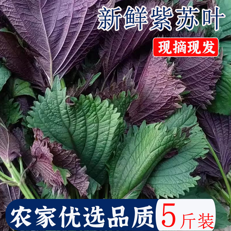 广西新鲜农家紫苏紫苏叶5斤食用现摘牛蛙蔬菜香料食用去腥料包