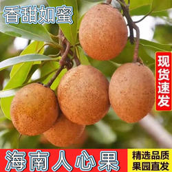 海南人心果新鲜现摘特大果当季孕妇热带稀罕见水果整箱人心果