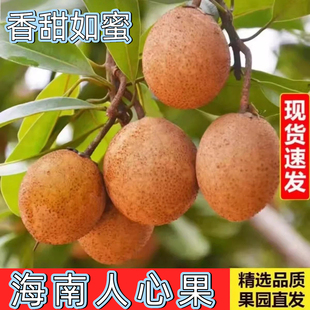 海南人心果新鲜现摘特大果当季孕妇热带稀罕见水果整箱人心果
