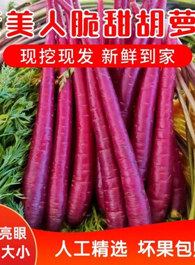 山东紫色紫玉水果胡萝卜新鲜蔬菜当季生吃花青素紫皮拇指胡萝卜5f