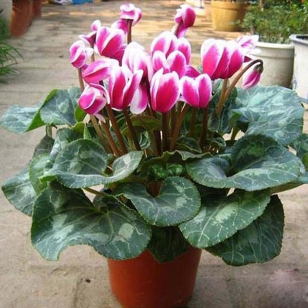 仙客来大苗带花苞盆栽 年宵花卉  花卉盆栽 仙客来花苗包邮