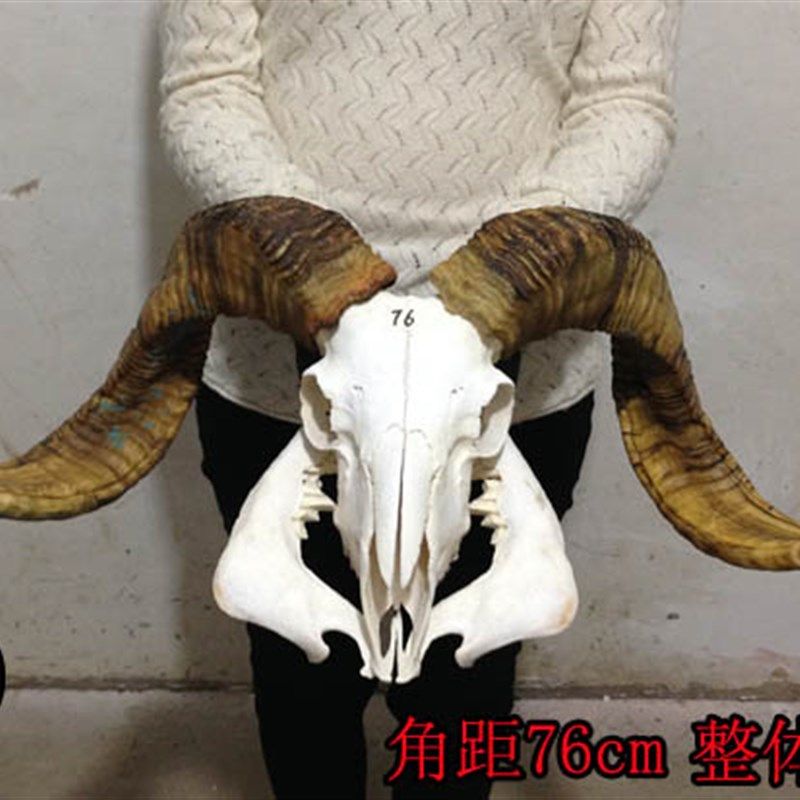好货天然羊头骨标本艺术装饰 真羊头家居摆件壁挂式牦牛头骨工艺