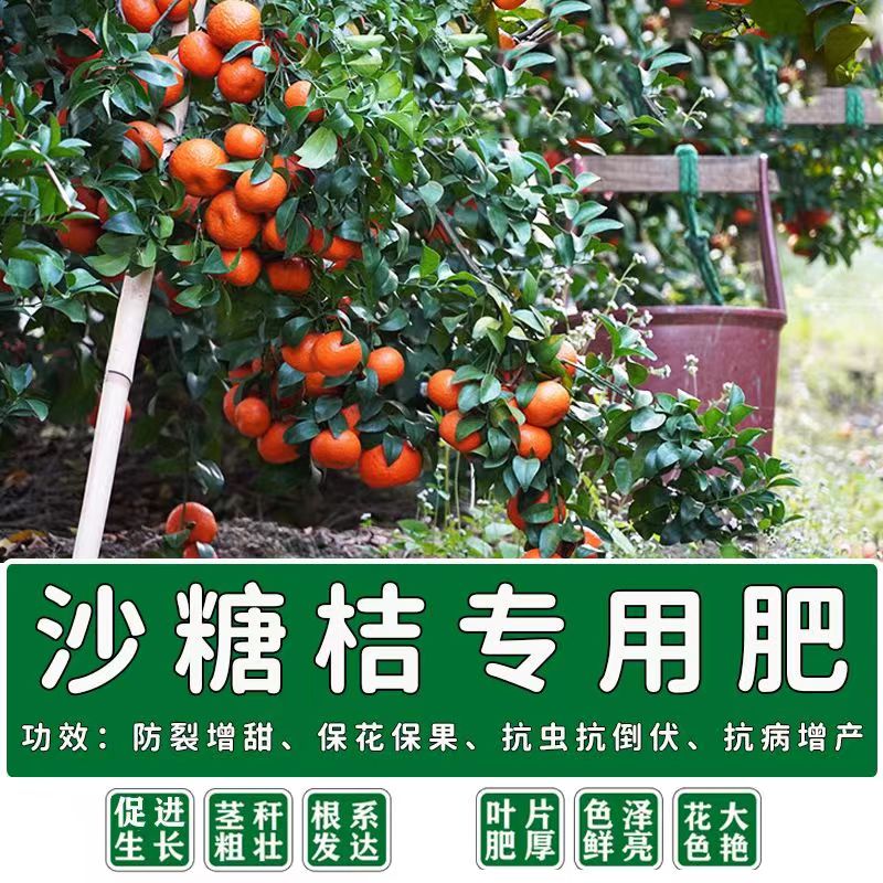 沙糖桔肥料促砂糖桔橘子金桔橙子沃柑丑橘膨大增甜催花膨果专用桔