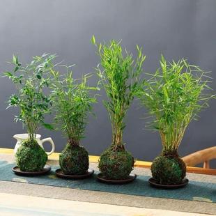 泡在水里养的花水培米竹苔藓球植物室内微观盆景金明竹红观音竹观