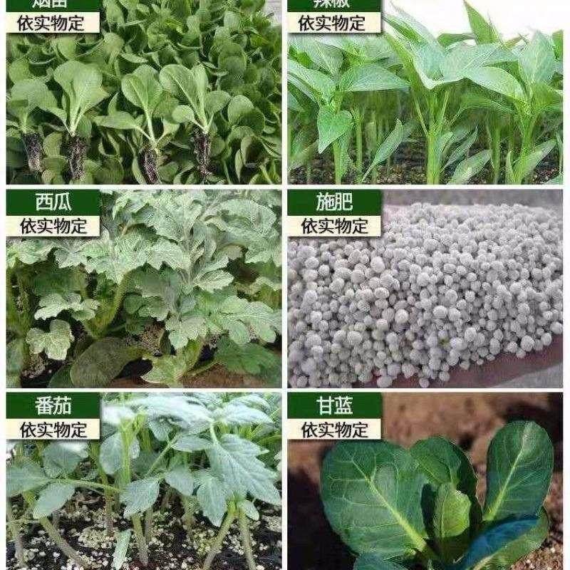 好货种西葫芦种辣椒移栽苗秒栽神器农用工具包邮新型蔬菜定植机加
