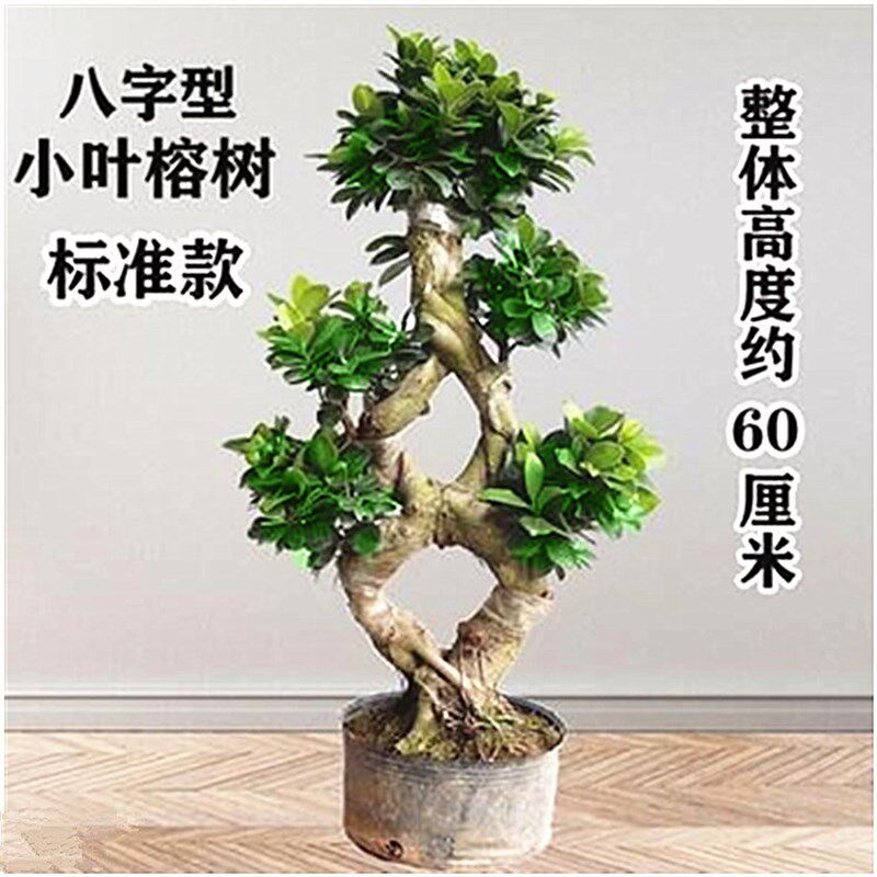 摇钱树绿植盆栽小叶榕树盆景树桩 植物室外阳台S造型榕树金钱榕