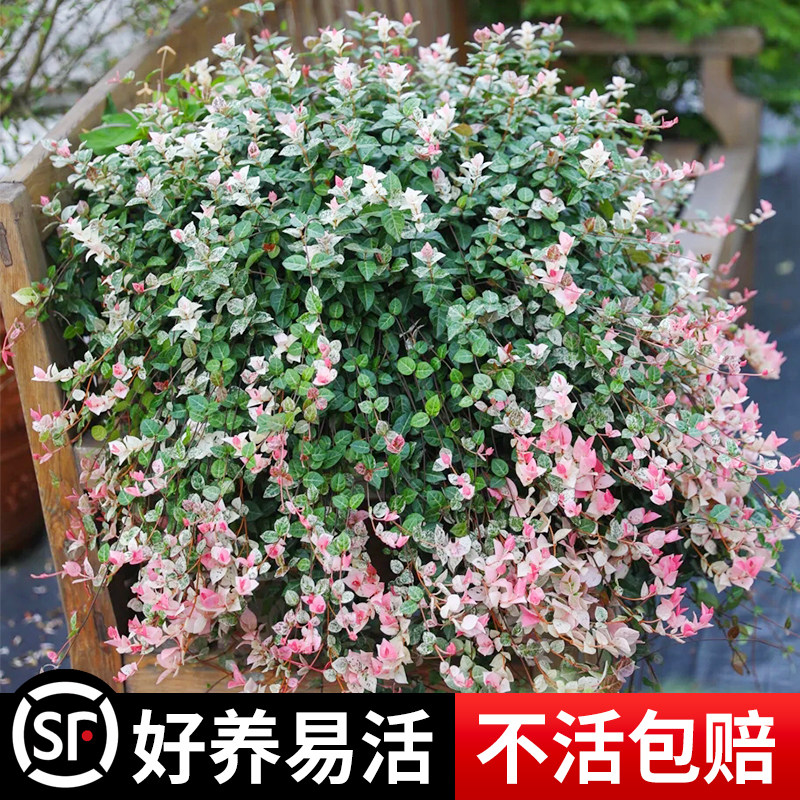 好货花叶络石垂吊兰绿植物盆栽观彩叶花卉室内外耐寒耐热四季苗好