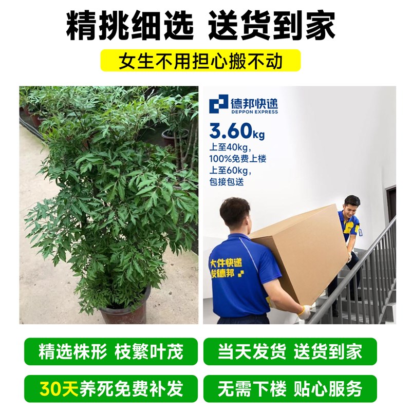 好货羽叶福禄桐盆栽室内客厅落地大号大型绿植花盆景真树新房乔迁