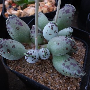 多肉植物 唐印 唐印锦肉肉老桩大单头阳台办公室趣味小绿植火狐狸