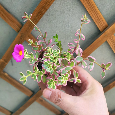 太阳花锦垂吊开花多肉植物太阳花盆栽阳台易养好养花卉花苗带花苞