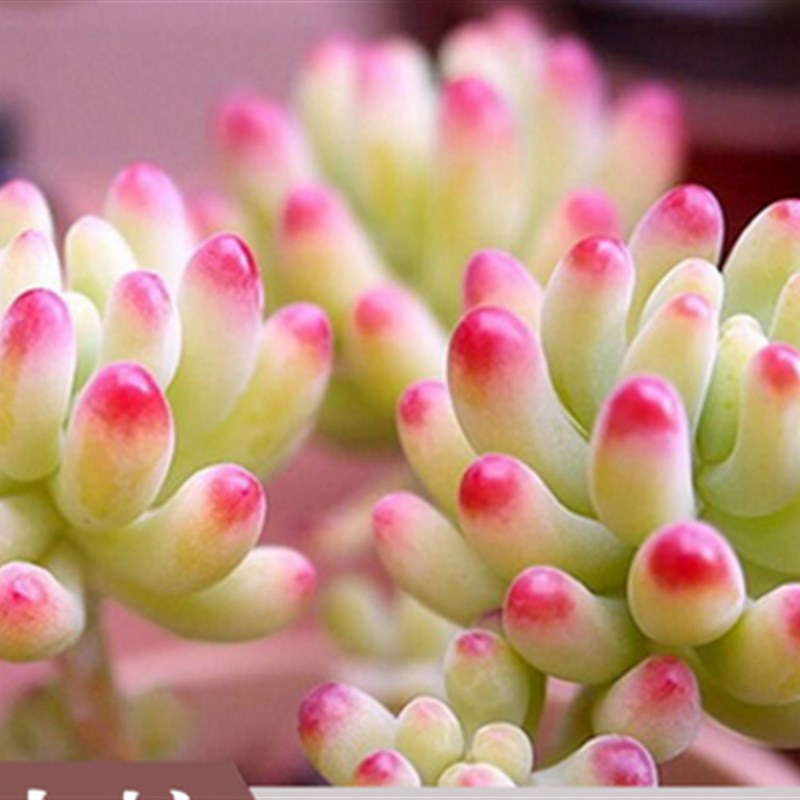 多肉植物 果冻乙女心 八千代肉肉植物盆栽免邮 4CM-5CM