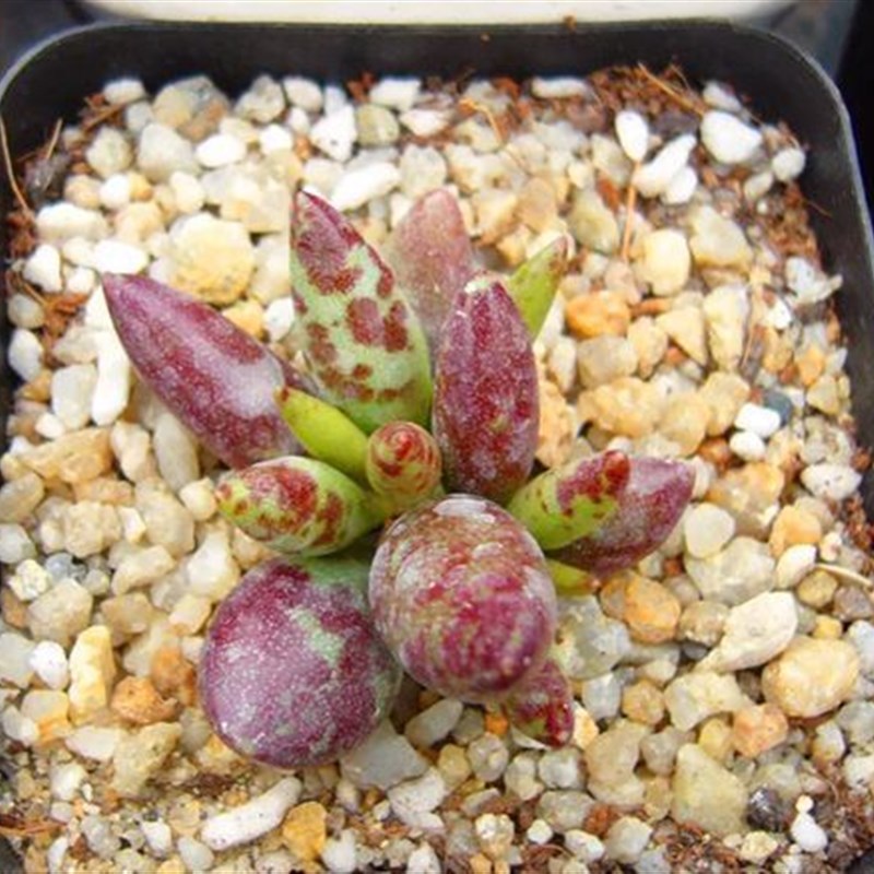 梅花鹿水泡优品 多肉植物 梅花鹿水泡  办公室绿植包邮