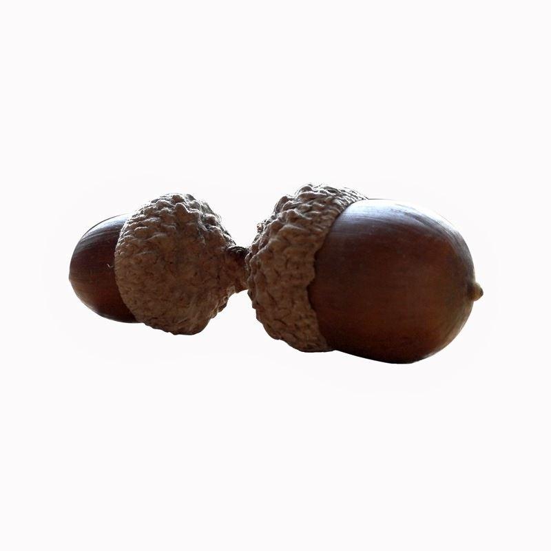 极速橡子果橡实i果连帽橡子饰品果实大橡果带橡碗橡树果装饰摆饰