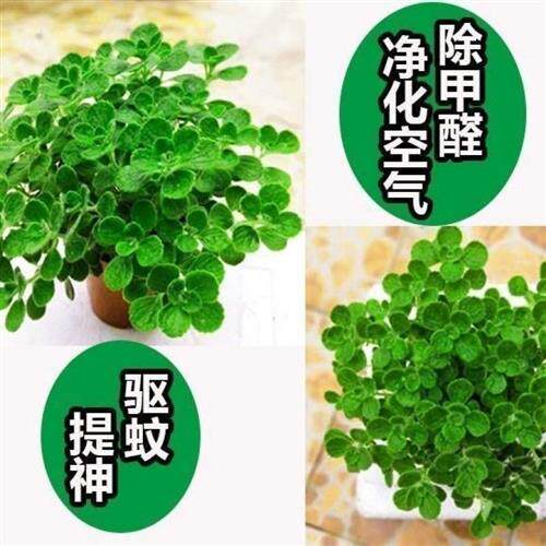 新品l碰碰香盆i栽驱蚊植物一抹香室内带香味花卉客厅香草多肉净化