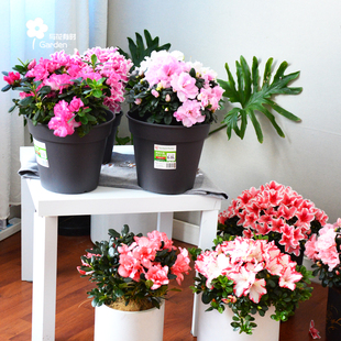 极速杜鹃花开花大棵盆栽老带花苞红酸性四L季比利时西洋重办西玛