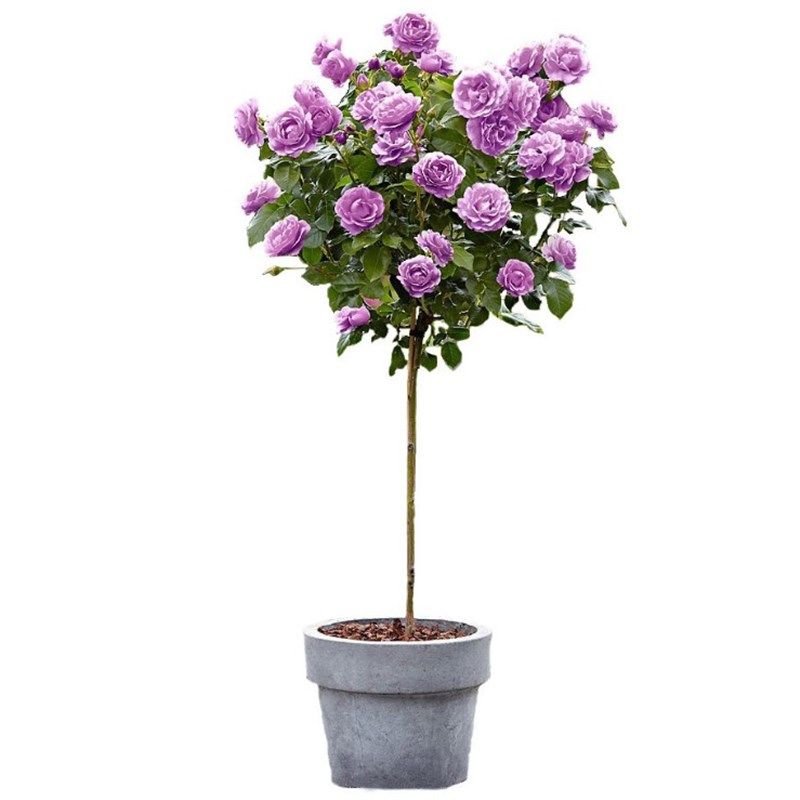 极速树状月季花苗特大花s盆栽树形树桩庭院嫁接玫瑰棒棒糖浓香花,鲜花速递/花卉仿真/绿植园艺,月季/蔷薇/玫瑰,淘宝优惠券,粉丝福利购,淘宝优惠卷