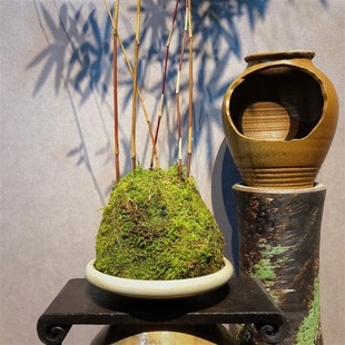 极速室内水培红竹绿植苔藓球红观音竹丛林老桩高杆U大型植物客厅