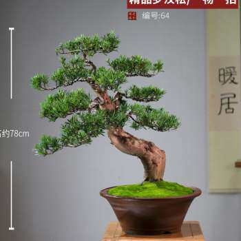 新品新小叶e罗汉松盆景大树庭院造型树迎客松老桩真树别墅客厅一